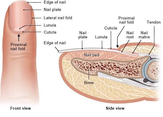 anatomy of nails graph