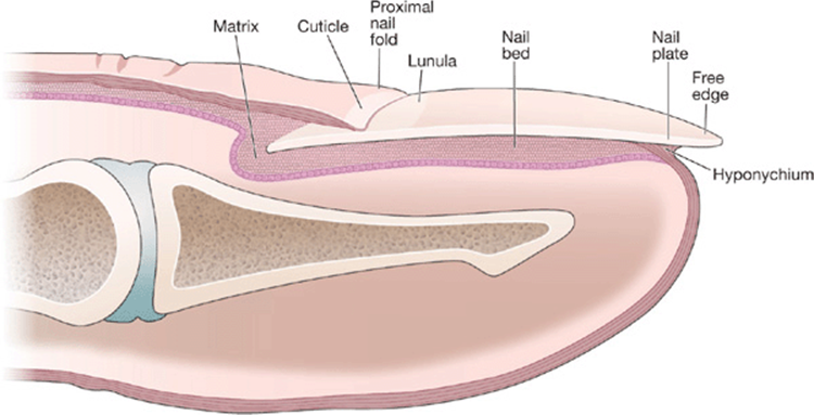 toenail anatomy