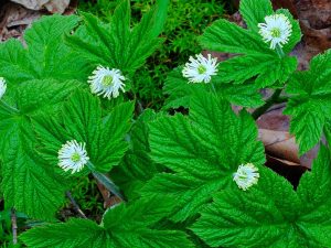 goldenseal1-a